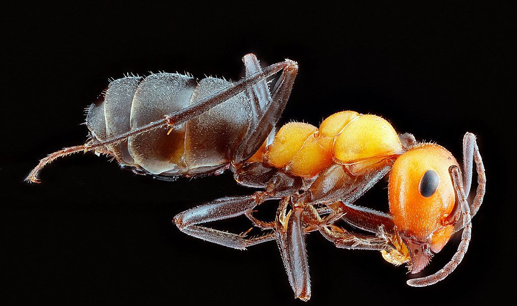 Ant Control service in Seattle, WA