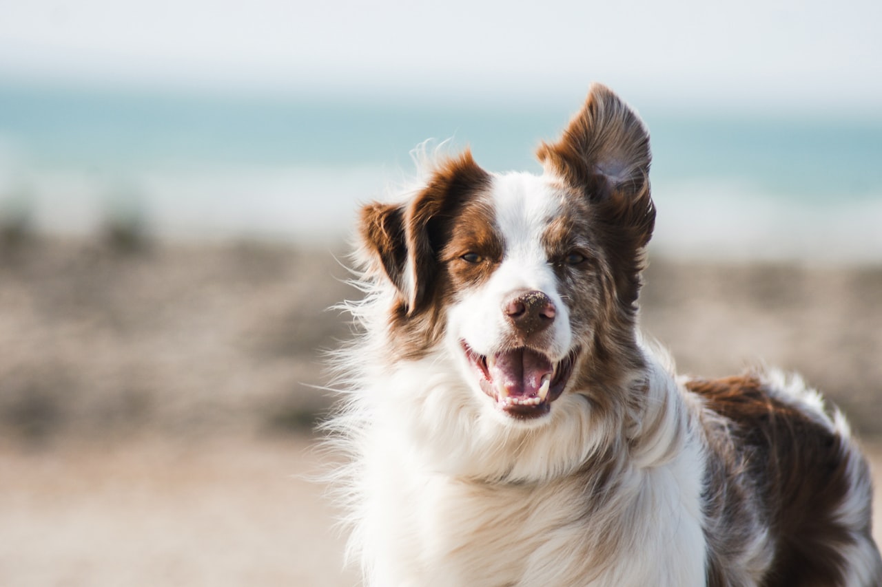 Flea & Tick Control service in Seattle, WA