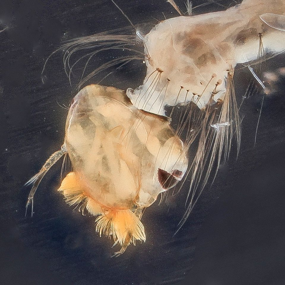Mosquito Control service in Seattle, WA
