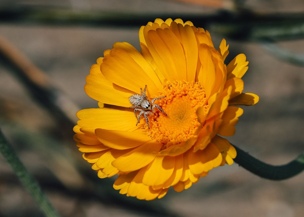 Spider Control service in Seattle, WA